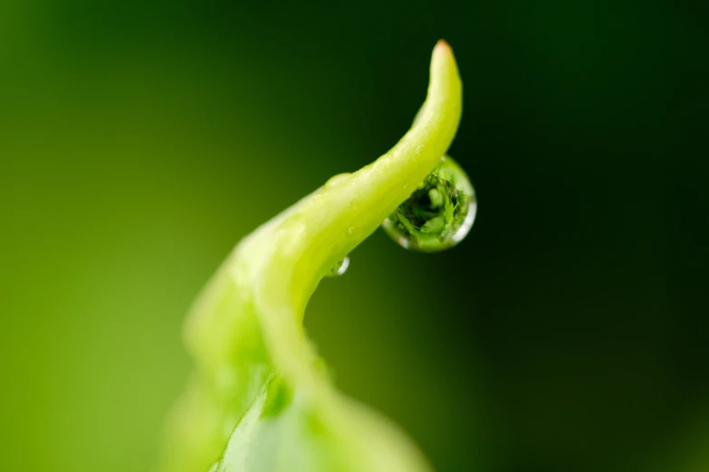 a close - up of the leaves of a green plant with water drops in the foreground