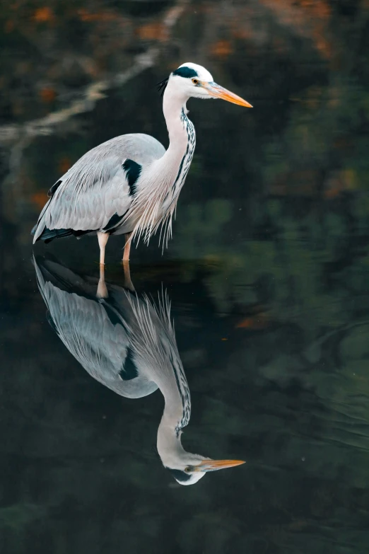 a large bird is standing in the water