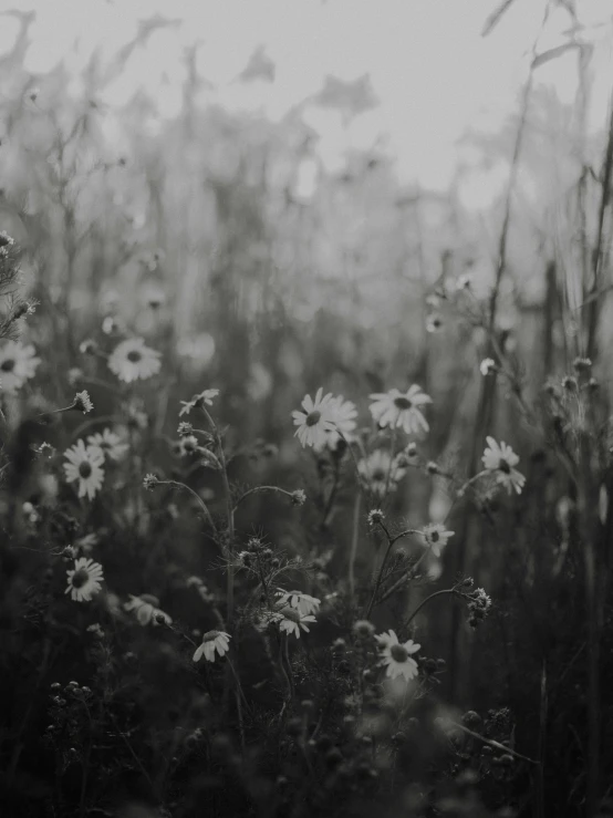 flowers with blurry background and dark shadow