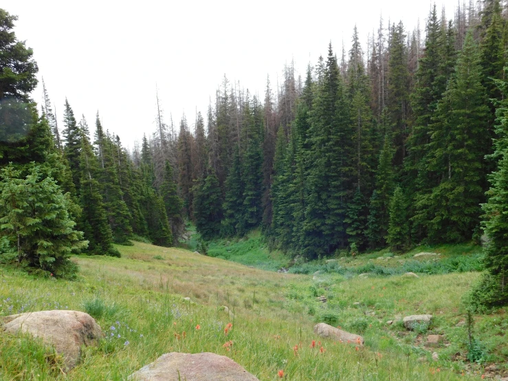 some trees are in the distance with one grass is on the ground