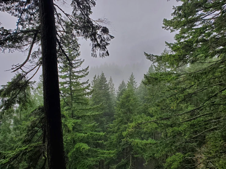 a road in the woods during a rain storm