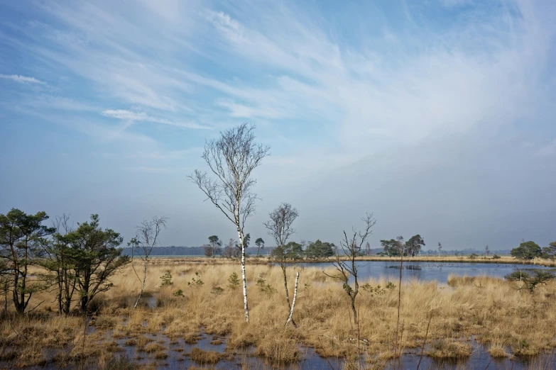 trees and dead grass in an open field