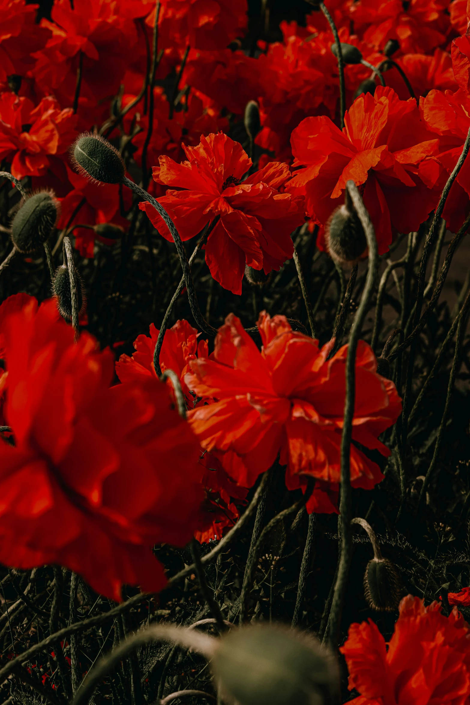 a field of red flowers is shown with no stems