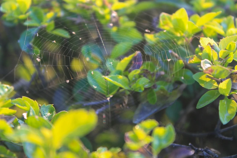 a spider web in the middle of the leaves