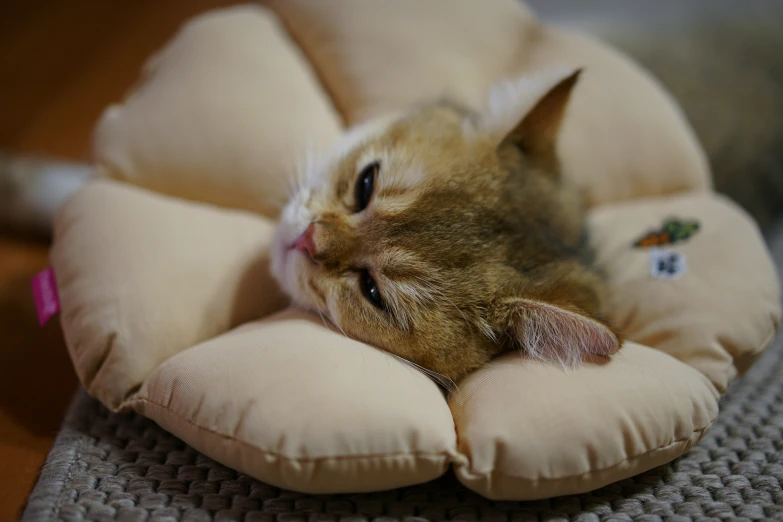 the cat is laying in the pet bed