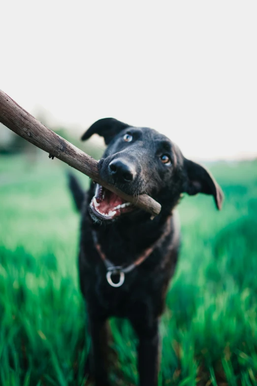 a black dog holding a stick with its mouth in it