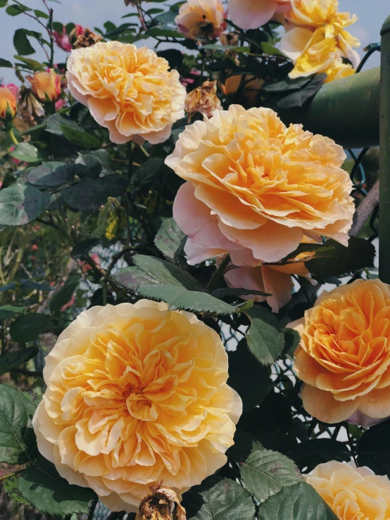 a cluster of orange flowers sitting on top of a bush