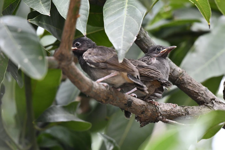 two small birds perched on a tree nch