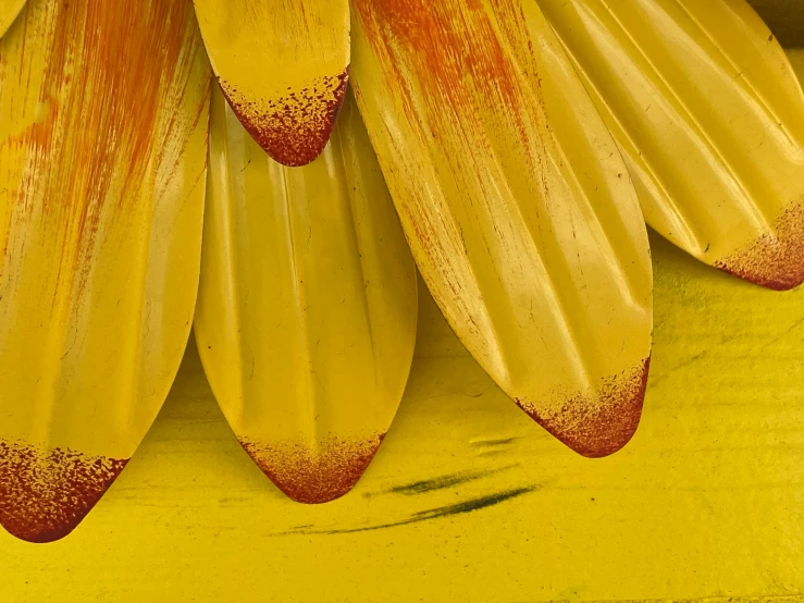 a close up s of yellow petals with brown tips