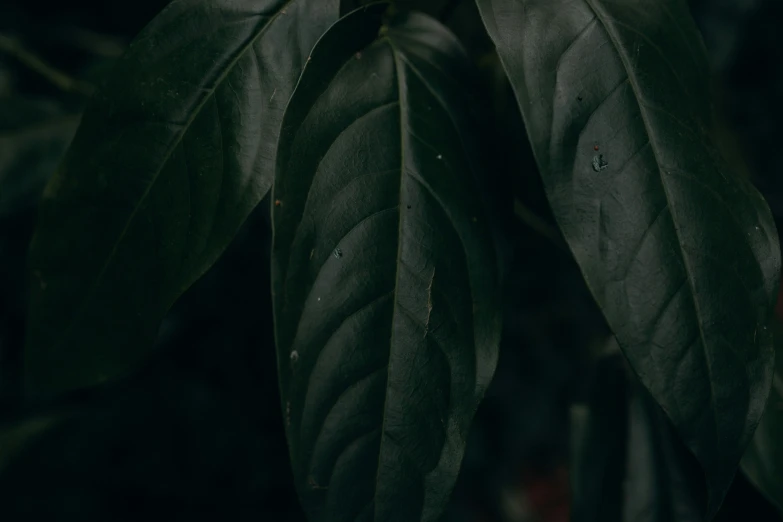 leaves on a tree are soft in the sunlight