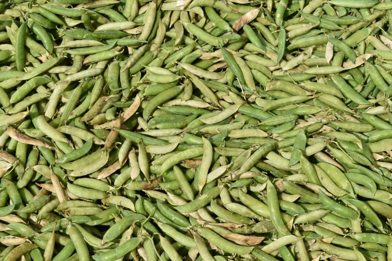 a large pile of green beans sitting next to each other