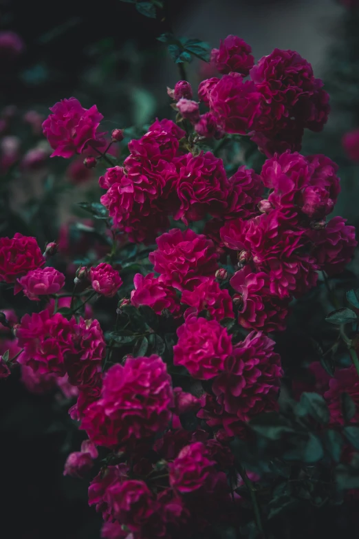 a bunch of pink flowers blooming in the wild