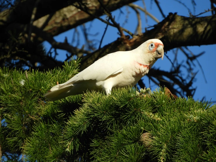 a large white bird standing on a tree nch