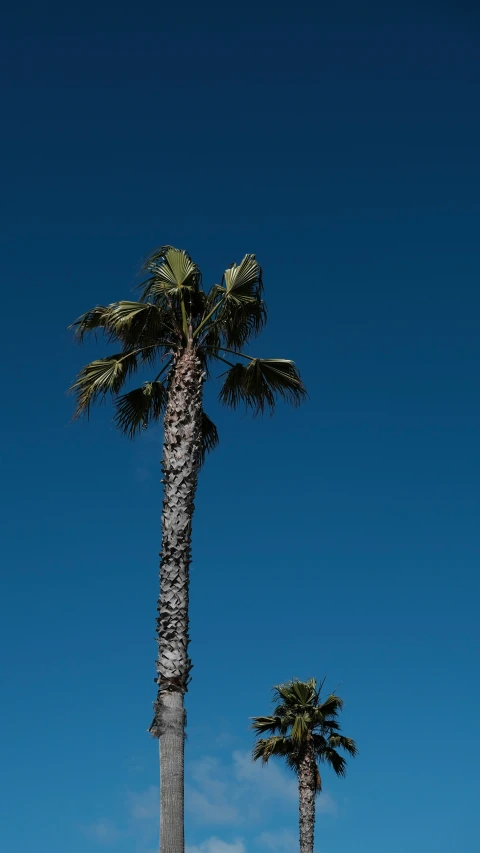 the palm trees are near each other on the beach