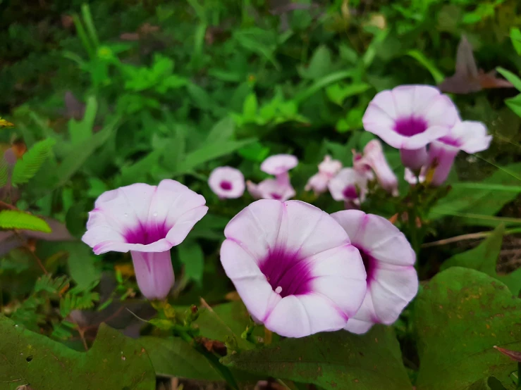 a group of flowers that are sitting in the grass