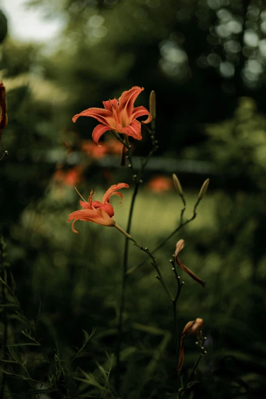 two large red flowers sitting on top of green grass