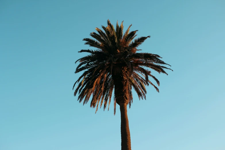 a tall palm tree on top of a hill