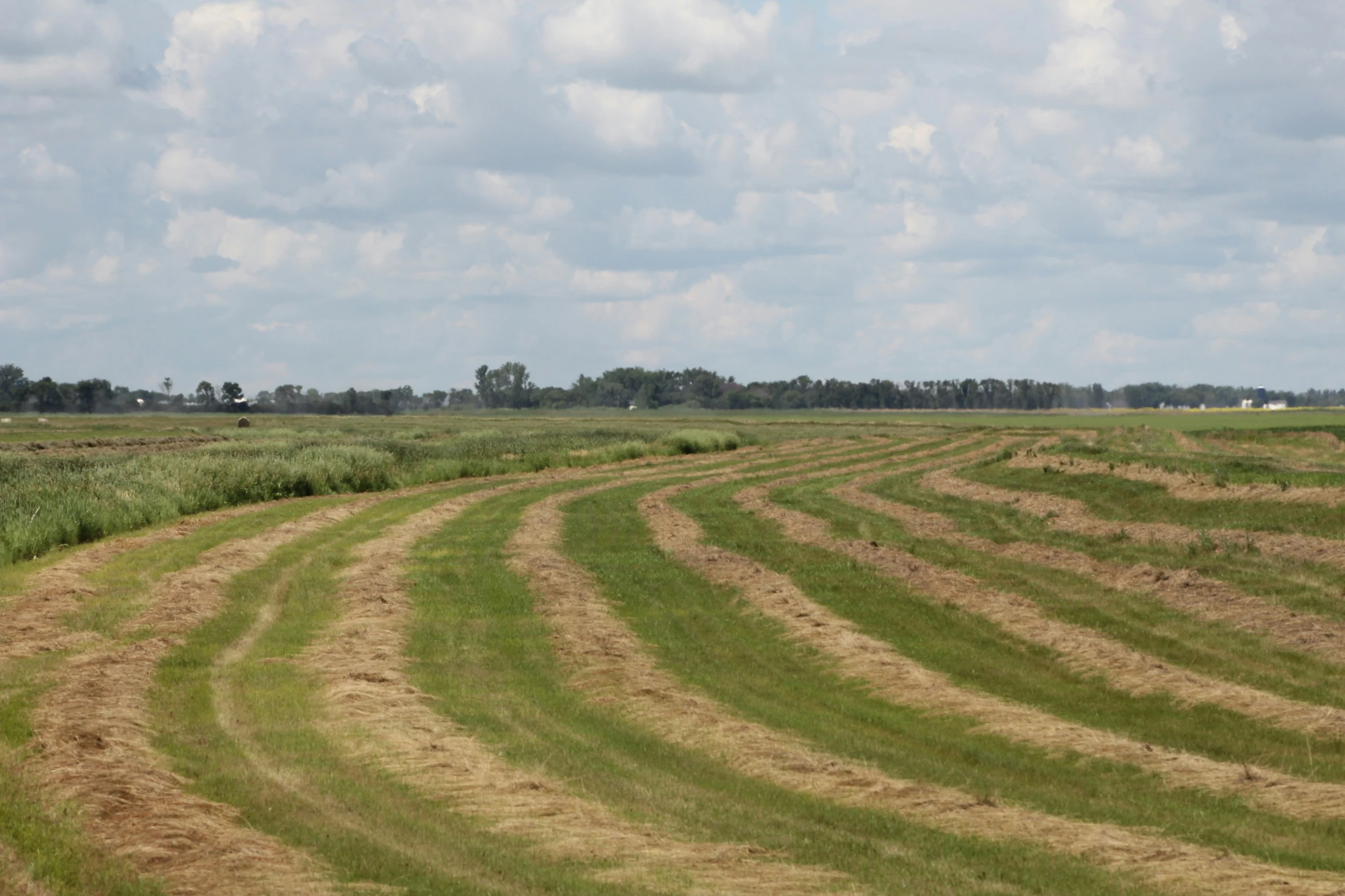 many crops are being harvested in an open field