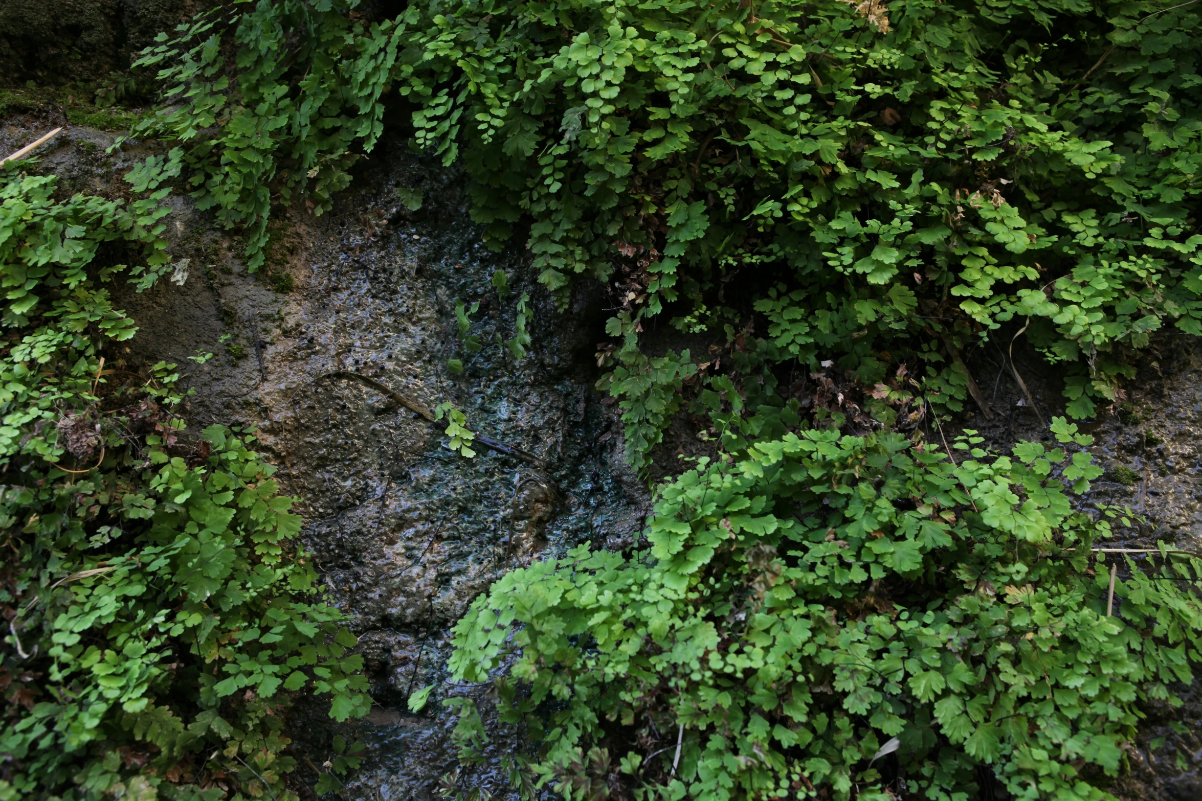 view of a forest area with lots of green plants