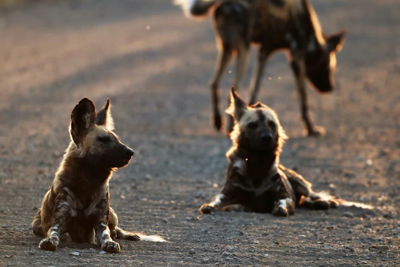 three animals are sitting on the road near each other