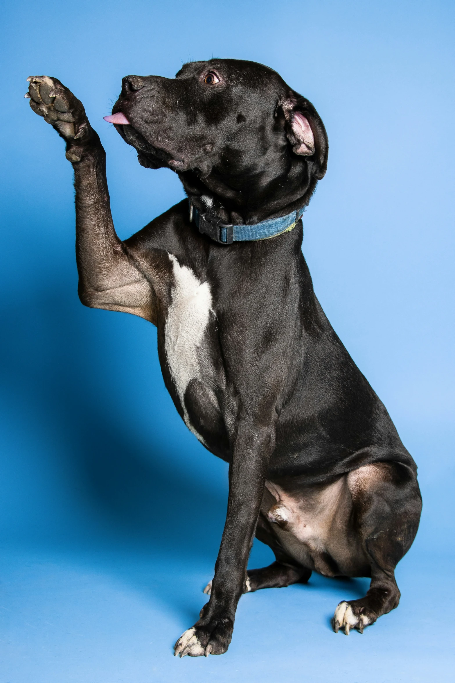 a black and white dog sitting on its hind legs