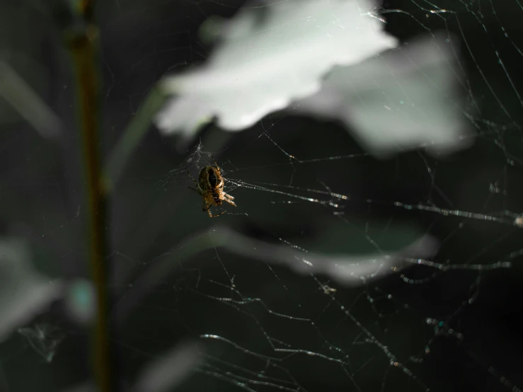 spider sits on its web, looking for its prey