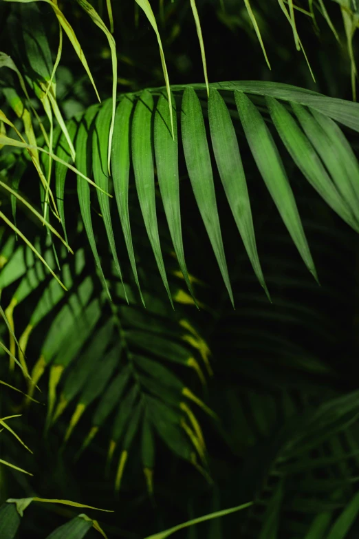 close up s of leaves in a jungle