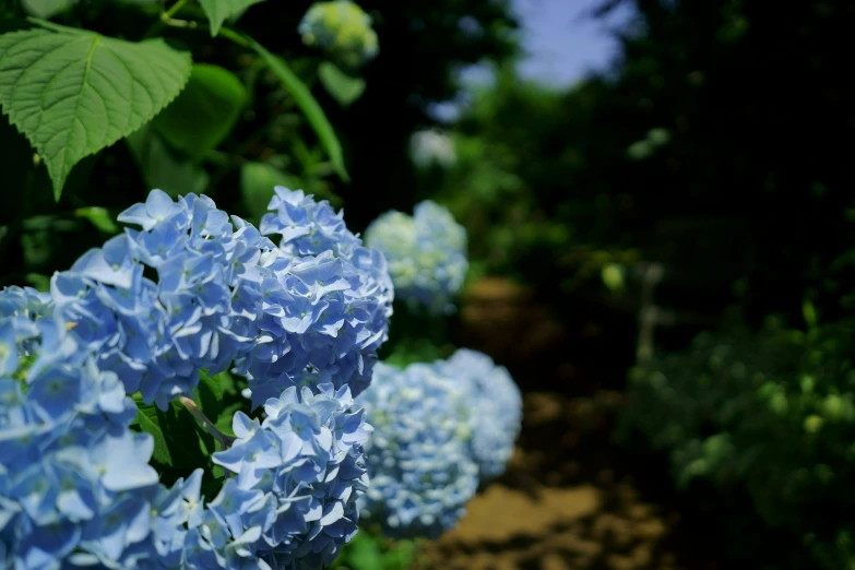 there are many blue flowers along this pathway