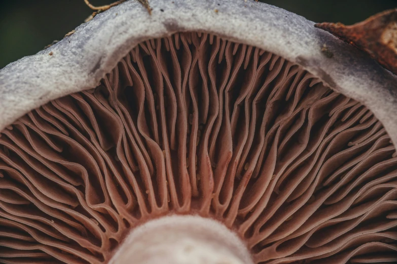 a closeup of a mushroom with very large mushrooms