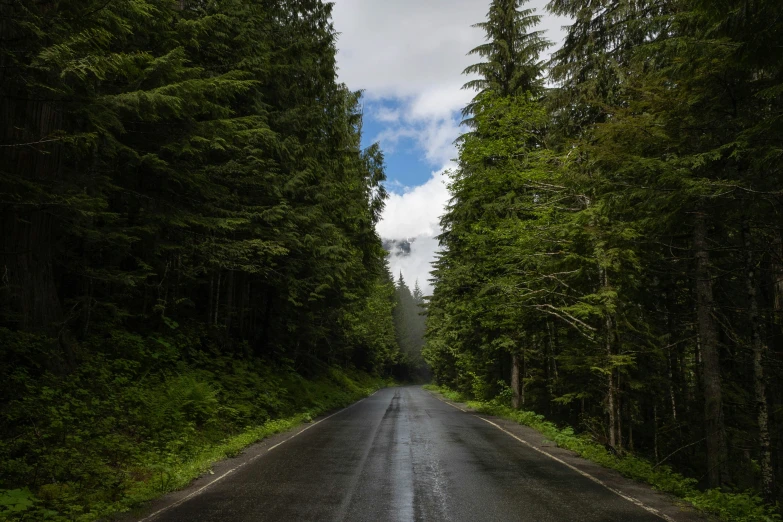 a deserted road in the middle of a forest