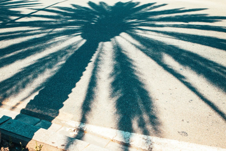 shadow of a palm tree on the concrete