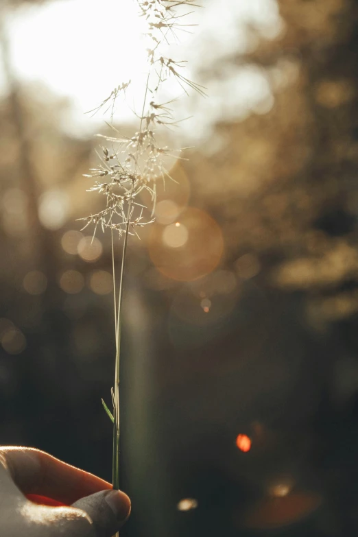 a hand holding a weed on top of a forest