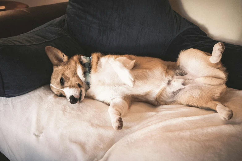 a brown dog is sleeping on a pillow