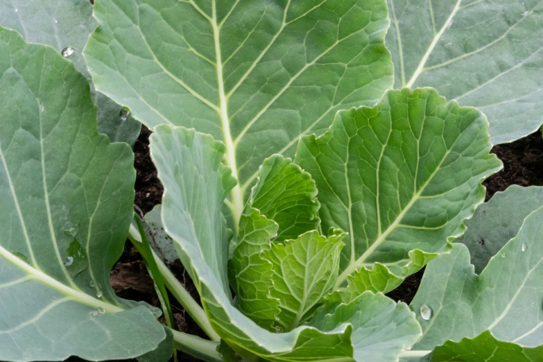 closeup view of the inside of a large plant