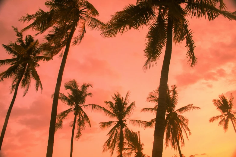 silhouettes of palm trees against the sunset in a tropical setting