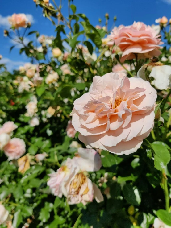 a pink flower in the middle of some green flowers