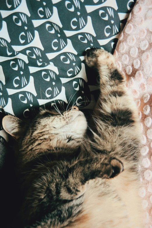 a cat sleeps on a patterned blanket with eyes