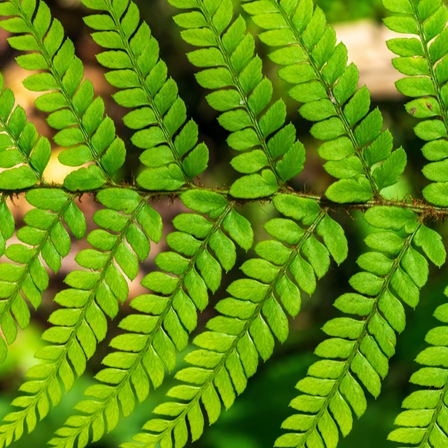 leaves of a tree, close - up