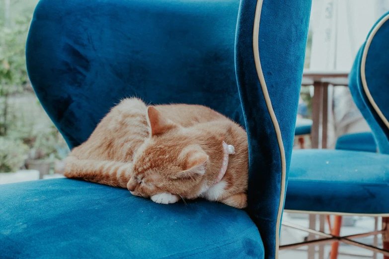 the orange cat sleeps on top of blue chairs