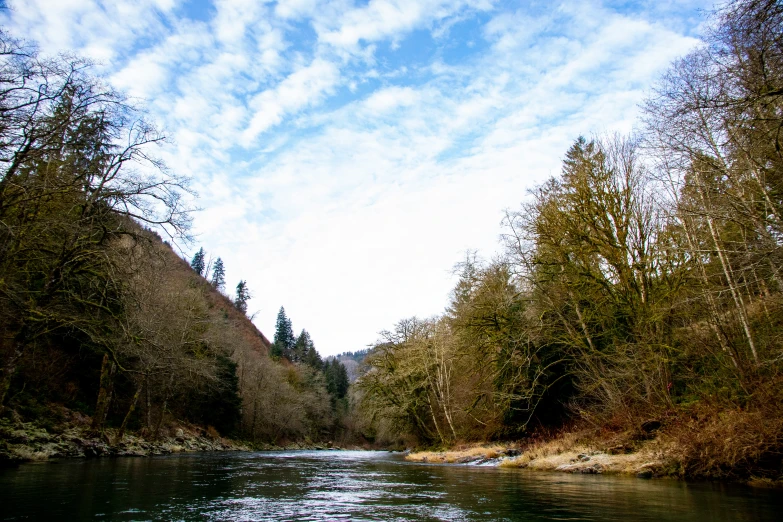 a river flows through a forested area with trees on both sides