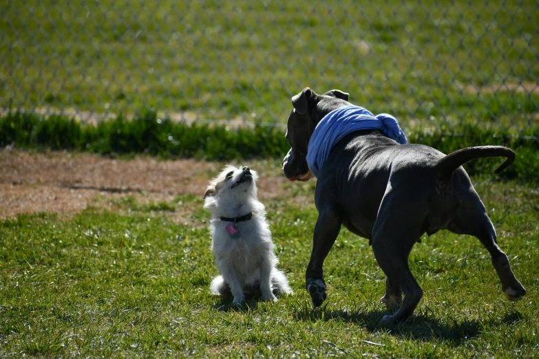 there are two dogs playing together in the grass