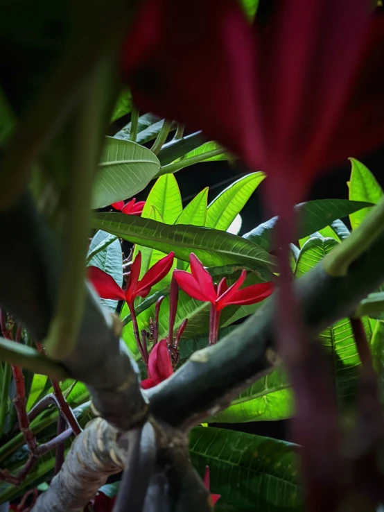 a red flower sitting in a green tree filled with leaves