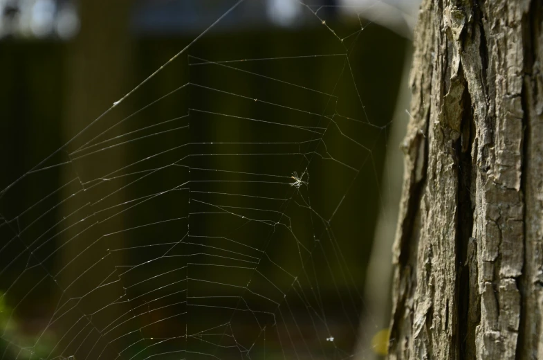 a web on a tree in the park