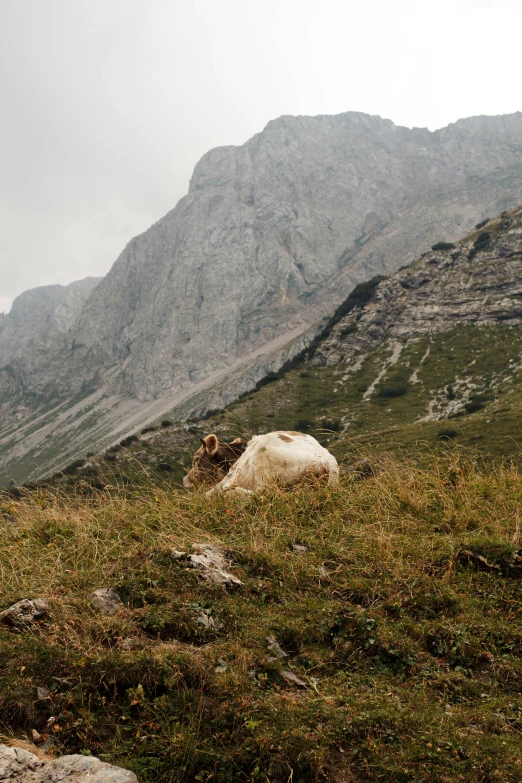 a mountain goat that is lying down