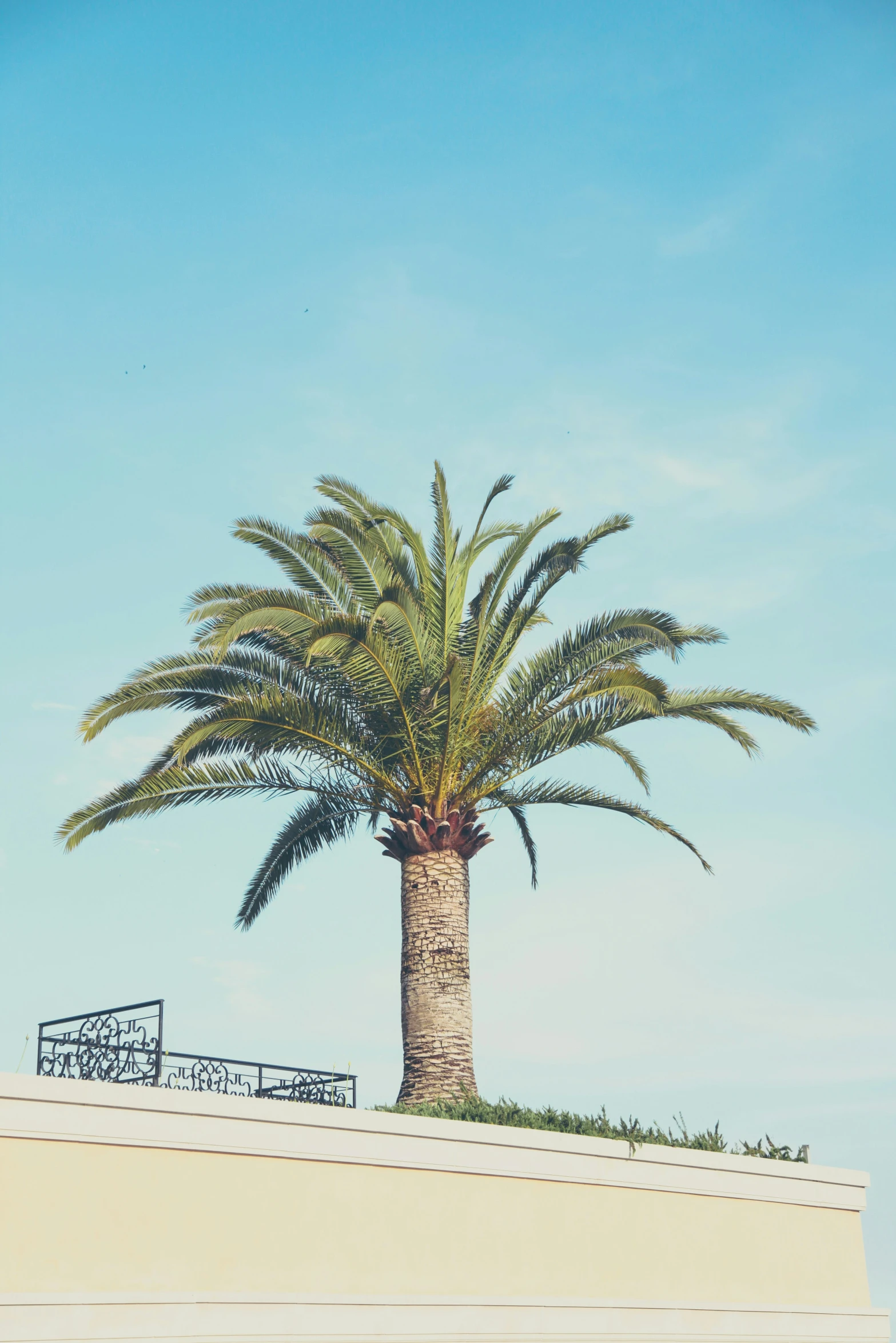 a tall palm tree sitting on top of a building