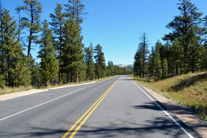 the road is in the middle of the woods