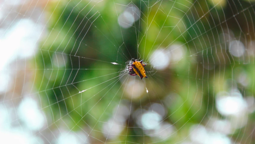 a spider in a web with the underside of it