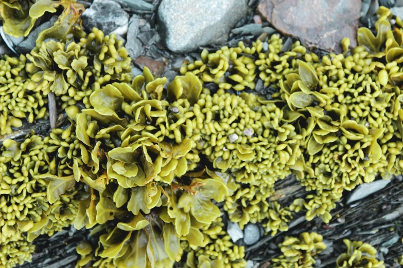 the plants are covered with moss and rocks