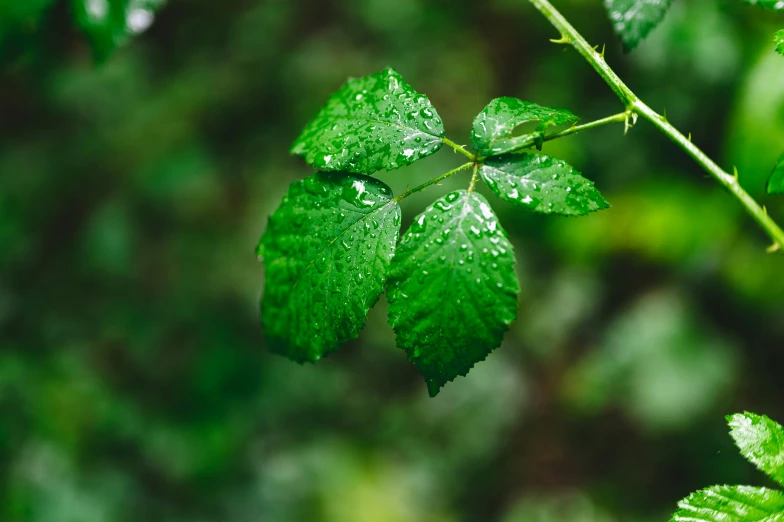 a leaf with water droplets sitting on top of it