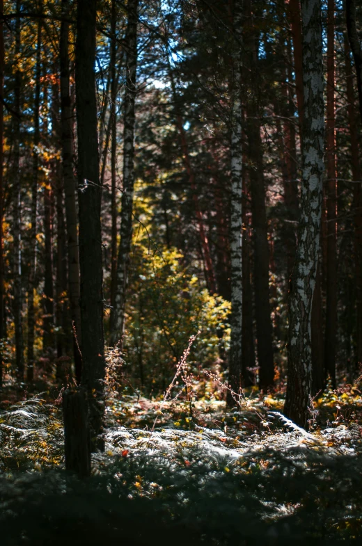 a trail splits in two with the sun shining through the trees